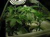 2 weeks growth under 15 watts 6500K CFl.jpg