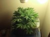 my grow 007.jpg