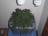 my grow 008.jpg