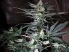 ny purple diesel 004.jpg