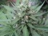 4 weeks flower outdoor 006.jpg