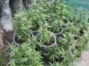 4 weeks flower outdoor 001.jpg