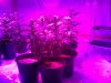 testez-368516-albums-357-magnum-grow-picture1852538-10232011180.jpg