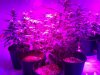 testez-368516-albums-357-magnum-grow-picture1852548-10232011181.jpg