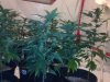 testez-368516-albums-357-magnum-grow-picture1852546-10232011189.jpg