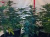 testez-368516-albums-357-magnum-grow-picture1852543-10232011187.jpg