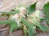 trainwreck X 707(Headband) grey mold!.jpg