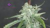 SkywalkerOG1366x768.jpg