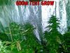 Tent%20grow.jpg