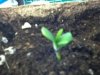 seedling1.jpg