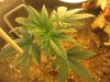 ice grow update 2 003.jpg