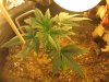 ice grow update 2 002.jpg