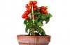 tomato-plant.jpg