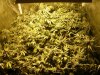 Week 8 Start of Flush 001.jpg