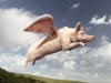 gk324_flying-pig-rgb-final_lr_web.jpg