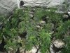 afghani malawi skunk ssh clones 001.jpg