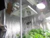 Veg Tent 034.jpg