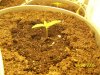 Grow 005.jpg