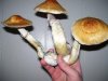 3bigshroomsjpg.jpg