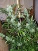 2nd Grow 058.jpg