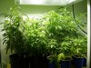 2nd Grow 032.jpg