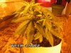 GROW WEEK 4 004.jpg