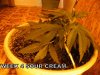 GROW WEEK 4 010.jpg