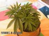 GROW WEEK 4 013.jpg