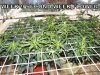 grow week 9 003.jpg