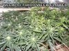 GROW WEEK 3.5 022.jpg