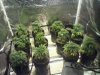 plant 10272011 008_cleaned.JPG