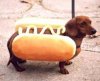 wiener-dog-in-bun.jpg