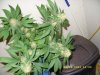 Big Bud sidelight plant.jpg