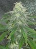 33 Days Flower Grow 2 (6).jpg