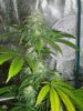 33 Days Flower Grow 2.jpg