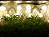 new grow 012.jpg