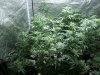 afghani ssh skunk#1 10 days into flower 014.jpg