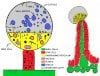 trichome breakdown.jpg