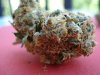 orange bud 22.jpg