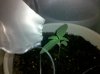 Plant2Day15.jpg