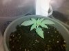 Plant1Day15.jpg