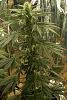 13779d1259951161t-white-widow-femized-cfl-grow-32nd-day-flower-12-4.jpeg