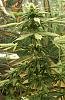 13777d1259951161t-white-widow-femized-cfl-grow-32nd-day-flower-12-4.jpeg