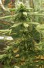 13777d1259951161-white-widow-femized-cfl-grow-32nd-day-flower-12-4.jpg