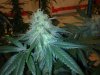 testez-368516-albums-357-magnum-grow-picture1889522-11122011235.jpg