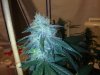 testez-368516-albums-357-magnum-grow-picture1889526-11122011236.jpg