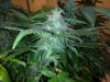 testez-368516-albums-357-magnum-grow-picture1889525-11122011232.jpg