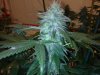 testez-368516-albums-357-magnum-grow-picture1889532-11122011231.jpg