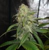 39 Days flower Sour Grape  & Pineapple Xpress Good 2.jpg