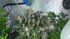 Blue Widow FLower day70.jpg